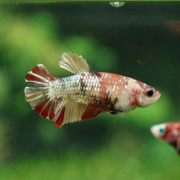 Multicolor/ Galaxy Koi Plakat- Female- 13 Weeks Old