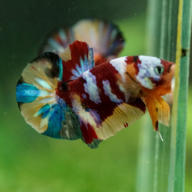 Multicolor/Galaxy Koi Plakat -16 weeks Old