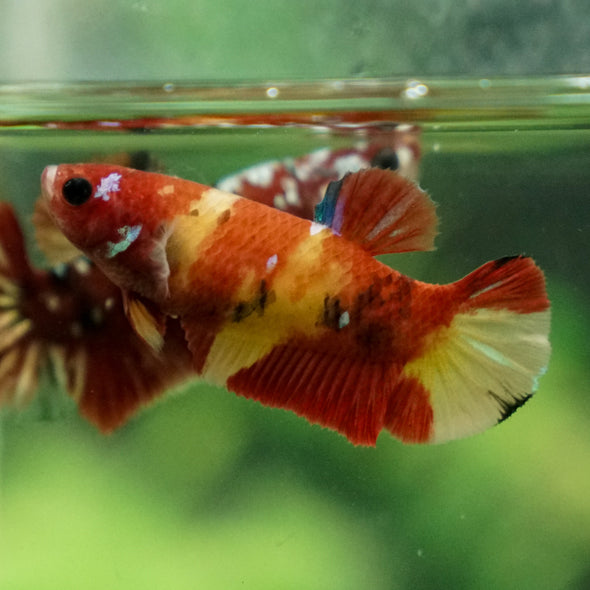 Multicolor/ Galaxy Koi Plakat - Female- 13 Weeks Old