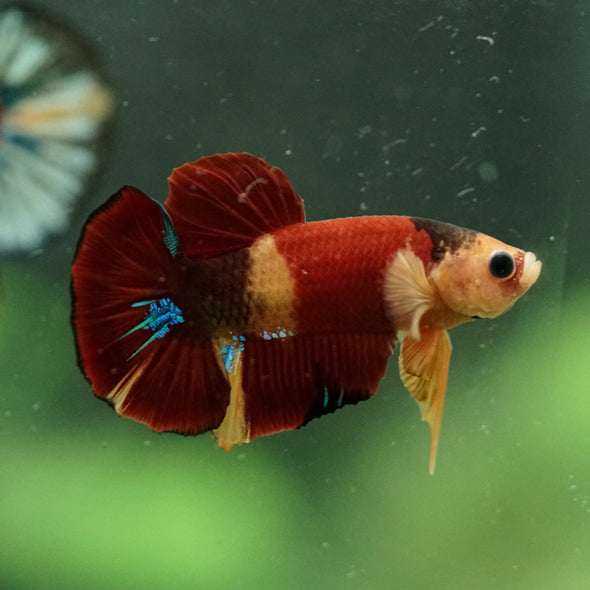 Multicolor/Galaxy Koi Plakat -16 weeks Old