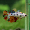 Multicolor/ Galaxy Koi Halfmoon - Female- 13 Weeks Old