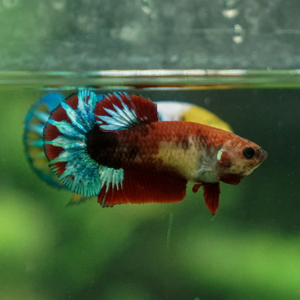 Red Fancy Plakat 13 Week Old- Female