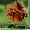 Galaxy/Candy Koi Halfmoon - 14 weeks old
