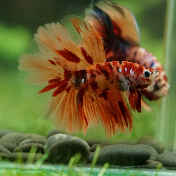 Galaxy/Candy Koi Halfmoon - 14 weeks old