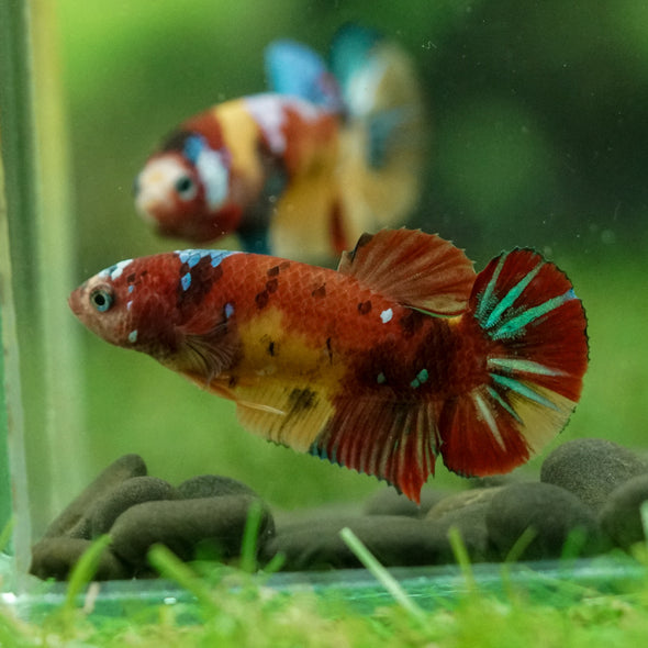 Multicolor/ Galaxy Koi Plakat- Female- 13 Weeks Old