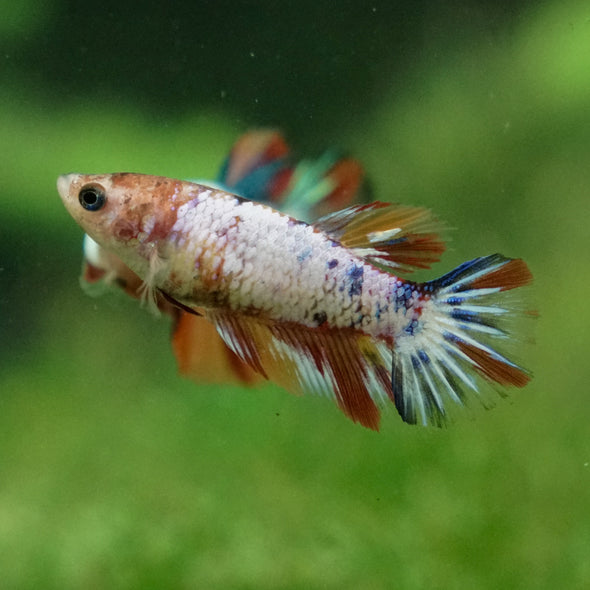 Multicolor/ Galaxy Koi Halfmoon - Female- 13 Weeks Old