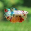 Multicolor/ Galaxy Koi Halfmoon - Female- 13 Weeks Old