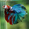 Galaxy/Candy Koi Halfmoon - 14 weeks old