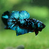 Black Koi Galaxy Plakat (Avatar) -13 weeks Old