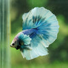 Dumbo Halfmoon - 12 weeks old