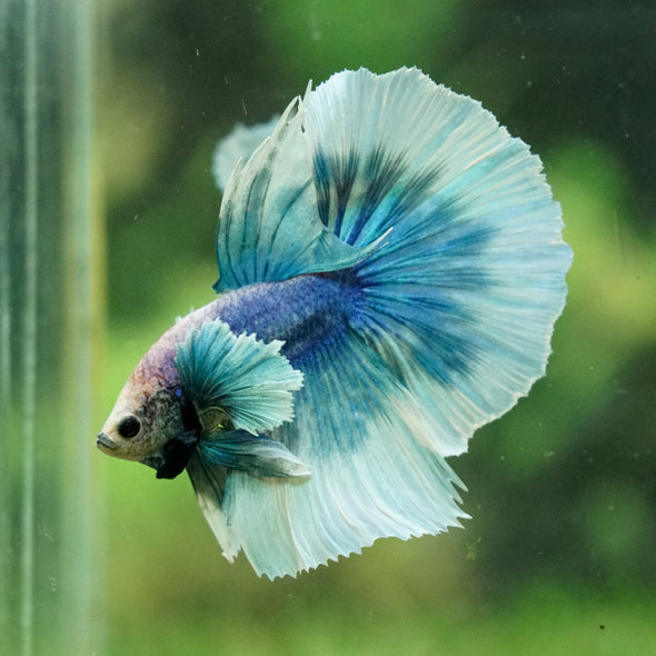 Dumbo Halfmoon - 12 weeks old