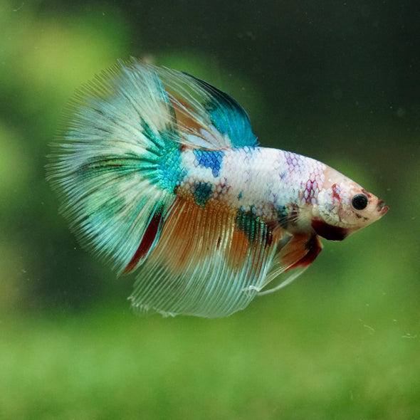 Galaxy/Candy Koi Halfmoon - 14 weeks old