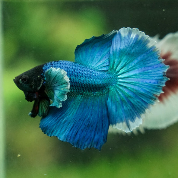 Dumbo Halfmoon - 10 weeks old