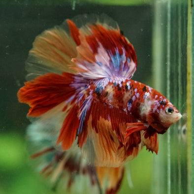 Galaxy/Candy Koi Halfmoon - 14 weeks old
