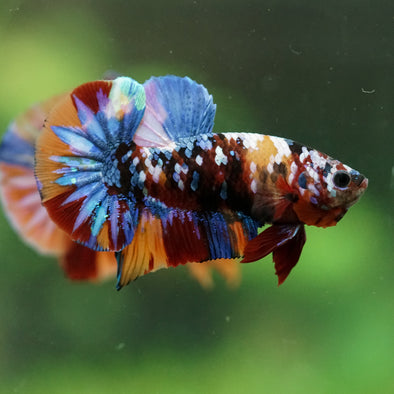 Multicolor/Galaxy Koi Plakat -16 weeks Old