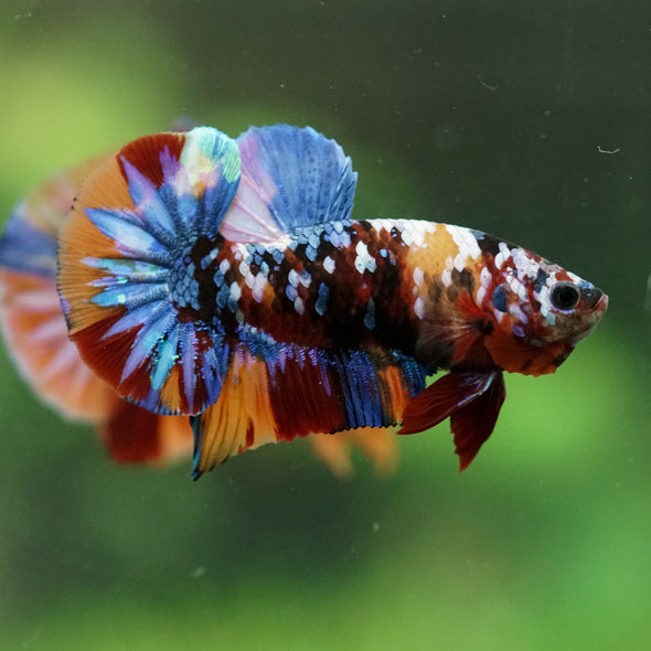 Multicolor/Galaxy Koi Plakat -16 weeks Old