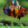 Multicolor/ Galaxy Koi Plakat- Female- 13 Weeks Old