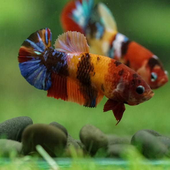 Multicolor/ Galaxy Koi Plakat- Female- 13 Weeks Old