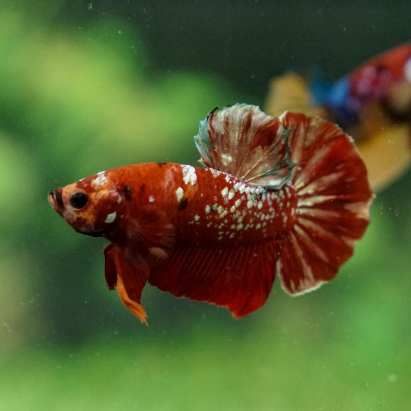 Multicolor/Galaxy Koi Plakat -16 weeks Old