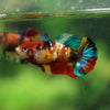 Multicolor/ Galaxy Koi Plakat- Female- 13 Weeks Old