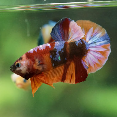 Multicolor/Galaxy Koi Plakat -16 weeks Old