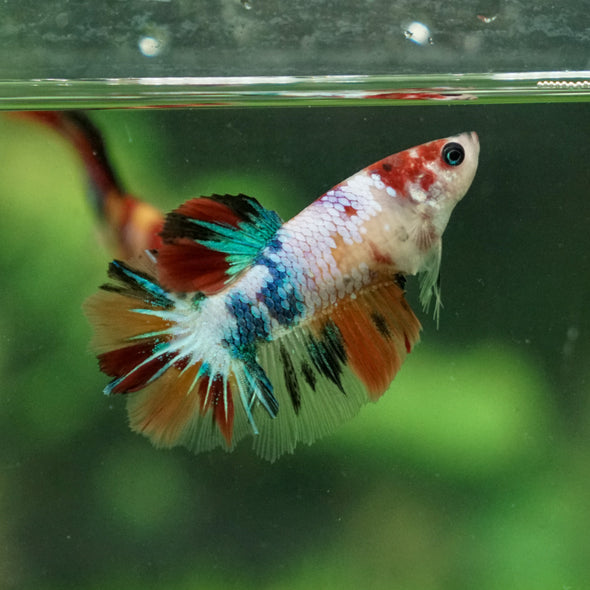 Multicolor/ Galaxy Koi Halfmoon- Female- 13 Weeks Old