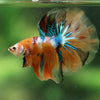 Galaxy/Candy Koi Halfmoon - 14 weeks old