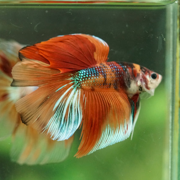 Galaxy/Candy Koi Halfmoon - 14 weeks old