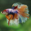 Galaxy/Candy Koi Halfmoon - 14 weeks old