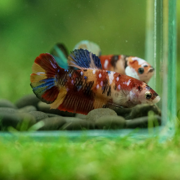 Multicolor/ Galaxy Koi Plakat- Female- 13 Weeks Old