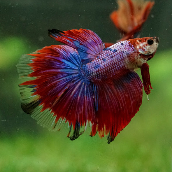 Galaxy/Candy Koi Halfmoon - 14 weeks old