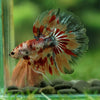 Galaxy/Candy Koi Halfmoon - 14 weeks old