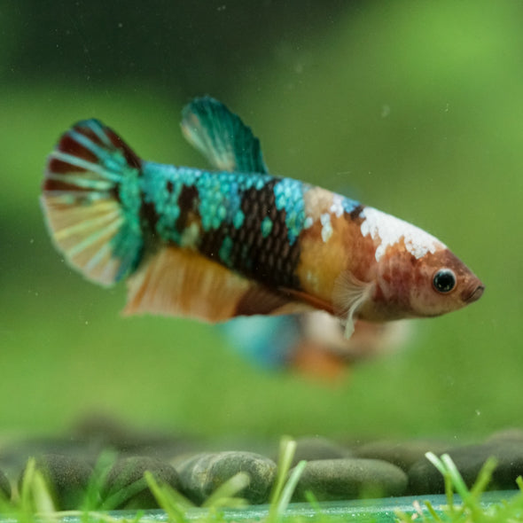 Multicolor/ Galaxy Koi Plakat- Female- 13 Weeks Old