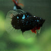 Black Base Galaxy/Candy Koi Halfmoon - 14 weeks old