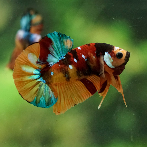 Multicolor/Galaxy Koi Plakat -16 weeks Old