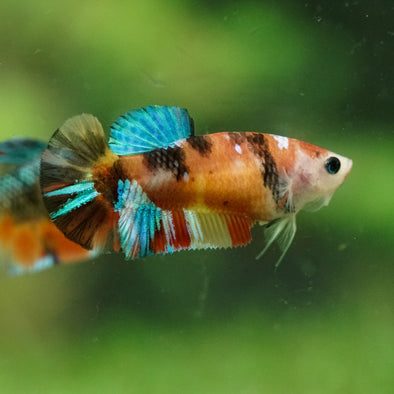 Multicolor/ Galaxy Koi Plakat- Female- 13 Weeks Old
