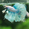 Dumbo Halfmoon - 12 weeks old