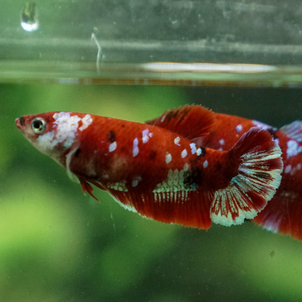 Multicolor/ Galaxy Koi Plakat- Female- 13 Weeks Old