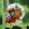 Galaxy/Candy Koi Halfmoon - 14 weeks old