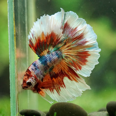 Galaxy/Candy Koi Halfmoon - 14 weeks old
