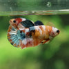 Multicolor/ Galaxy Koi Plakat - Female- 13 Weeks Old