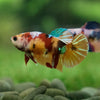 Pack of 5 Multicolored/Galaxy Koi Plakat - Female