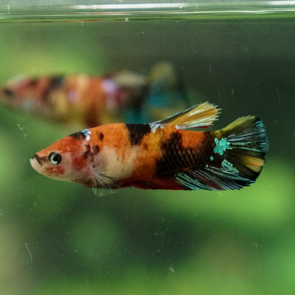 Multicolor/ Galaxy Koi Plakat- Female- 13 Weeks Old