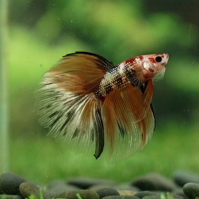 Galaxy Koi Halfmoon - 12 weeks old