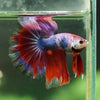 Galaxy/Candy Koi Halfmoon - 14 weeks old