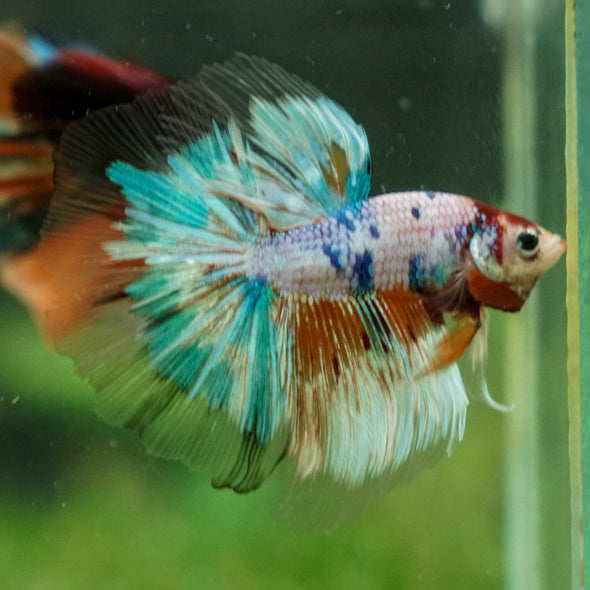 Galaxy/Candy Koi Halfmoon - 13 weeks old