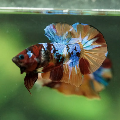 Multicolor/Galaxy Koi Plakat -16 weeks Old