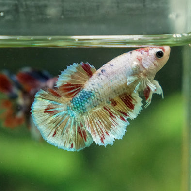 Multicolor/ Galaxy Koi Halfmoon - Female- 13 Weeks Old