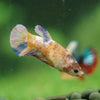 Multicolor/ Galaxy Koi Plakat- Female- 13 Weeks Old