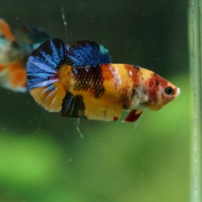 Multicolor/ Galaxy Koi Plakat- Female- 13 Weeks Old